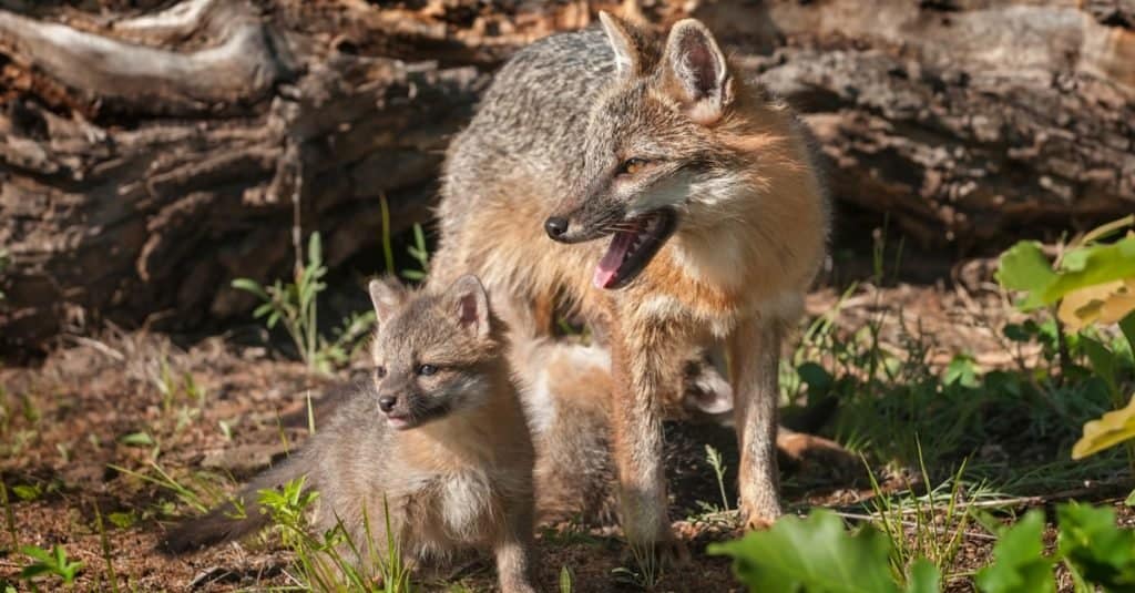 A gray fox female with a kit.