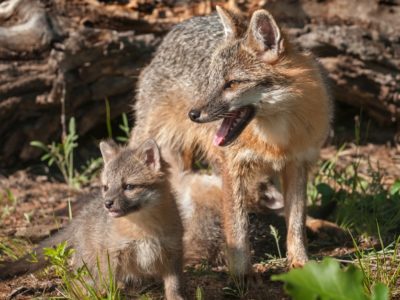 A Foxes in Arkansas: Types and Where They Live