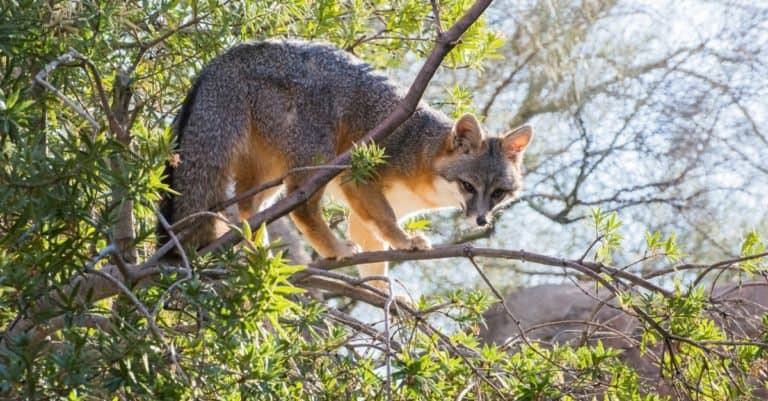 Gray Fox in the Upper Branches of a Tree. Gray foxes are excellent tree climbers.