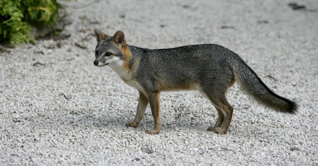 Gray fox, Urocyon cinereoargenteus, single mammal in Belize