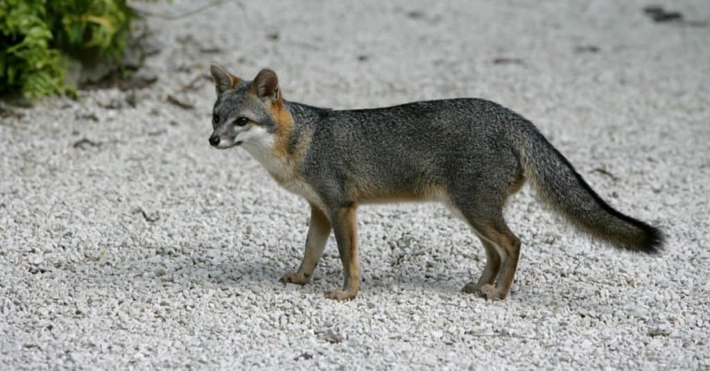 Gray fox, Urocyon cinereoargenteus can be spotted near the Hollywood Sign