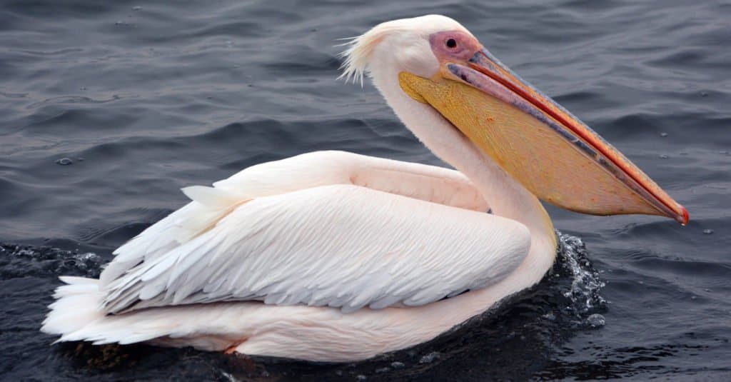 largest wingspan bird