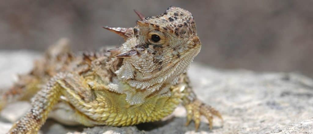 A Texas horned lizard resting on a rock with a blurred stone background.