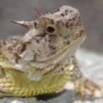 Horned lizards