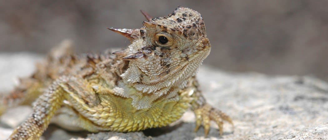 https://a-z-animals.com/media/2021/05/Horned-Lizard-header.jpg
