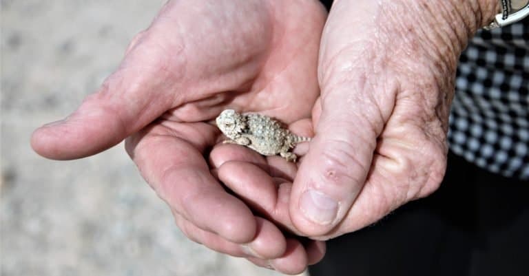 Baby horned lizard in a person's hands