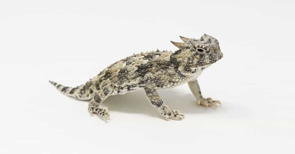 Desert Horned Lizard (Phrynosoma platyrhinos) White Background