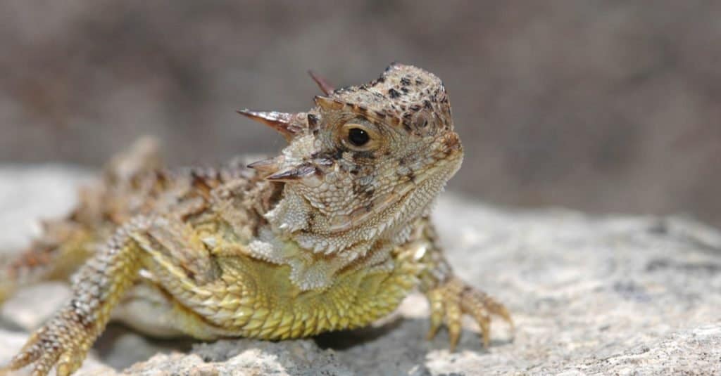 A Texas horned lizard resting on a rock with a blurred stone background.