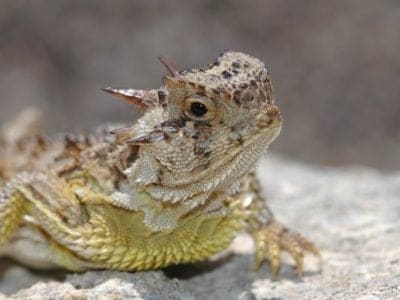 Horned Lizard Animal Facts | AZ Animals