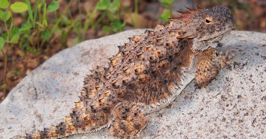 The imperial horned lizard, Phyrnosoma solare, showing off its impressive horns