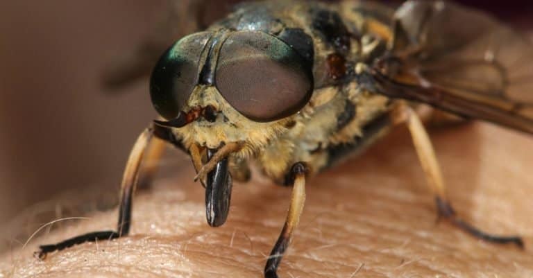 Horsefly sitting on the human skin