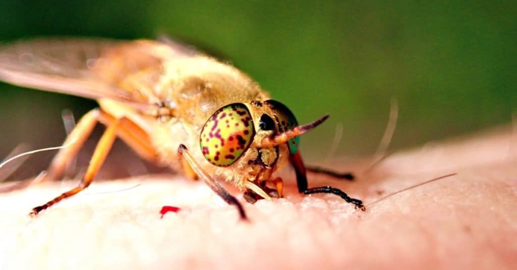 Horsefly with spectacular eyes feeding on a human.