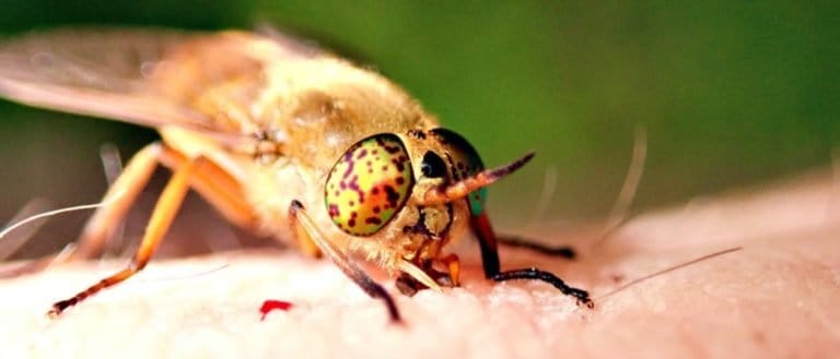 Horsefly with Spectacular Eyes Feeding on human.