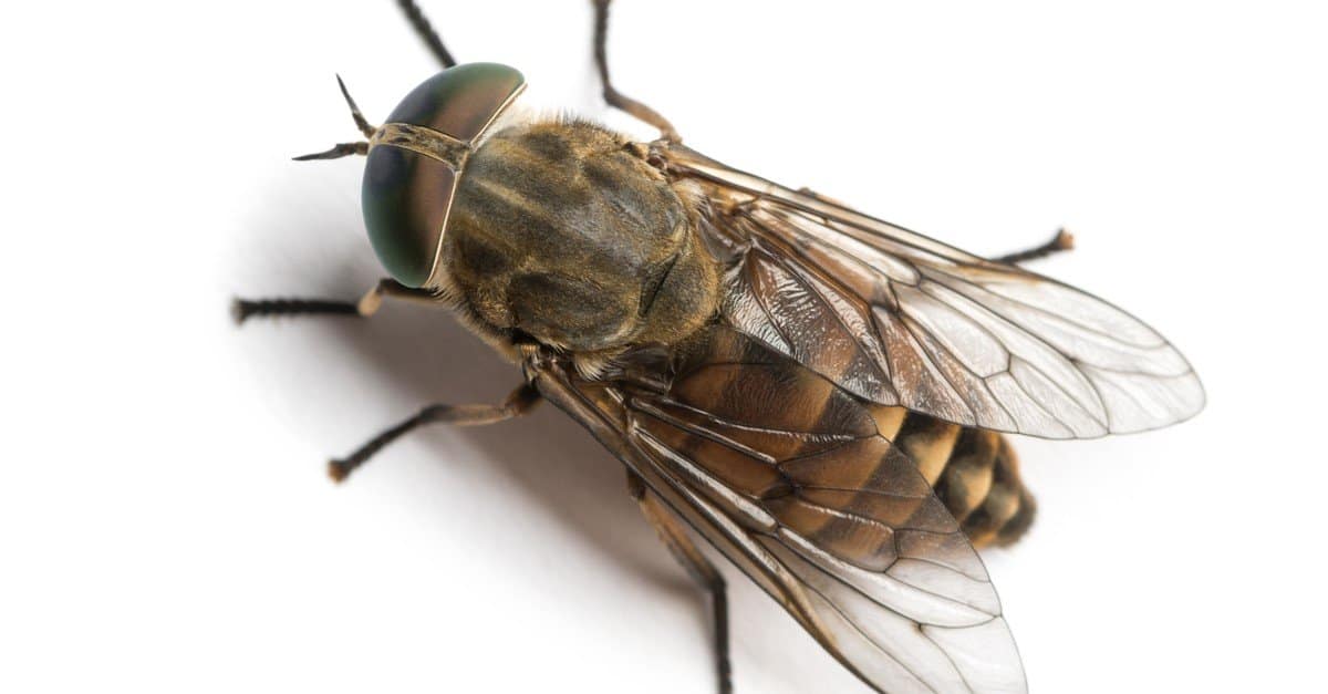 Horsefly viewed from up high, Tabanus, isolated on white