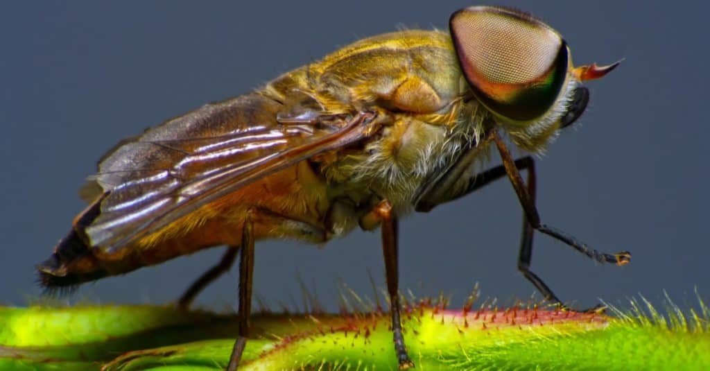 Horsefly sitting on a branch.