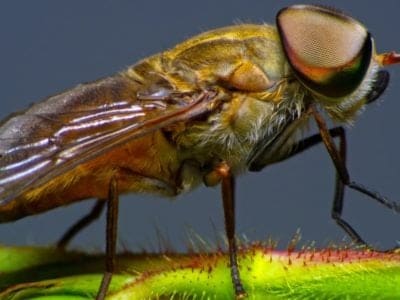 Horsefly Insect Facts Az Animals