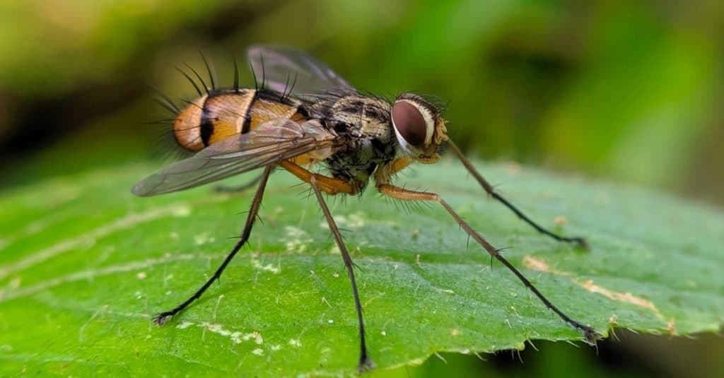 A horsefly perched on a green leaf