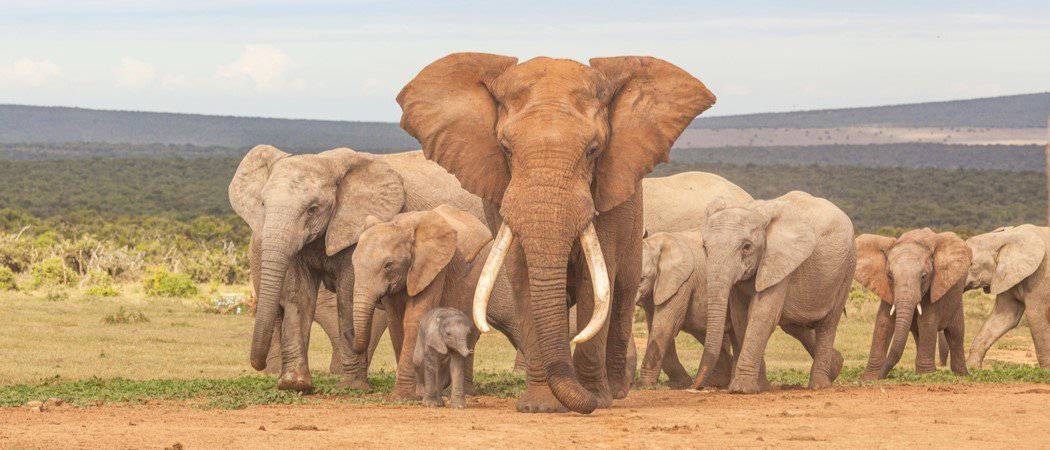 Elephant Lifespan How Long Do Elephants Live? AZ Animals