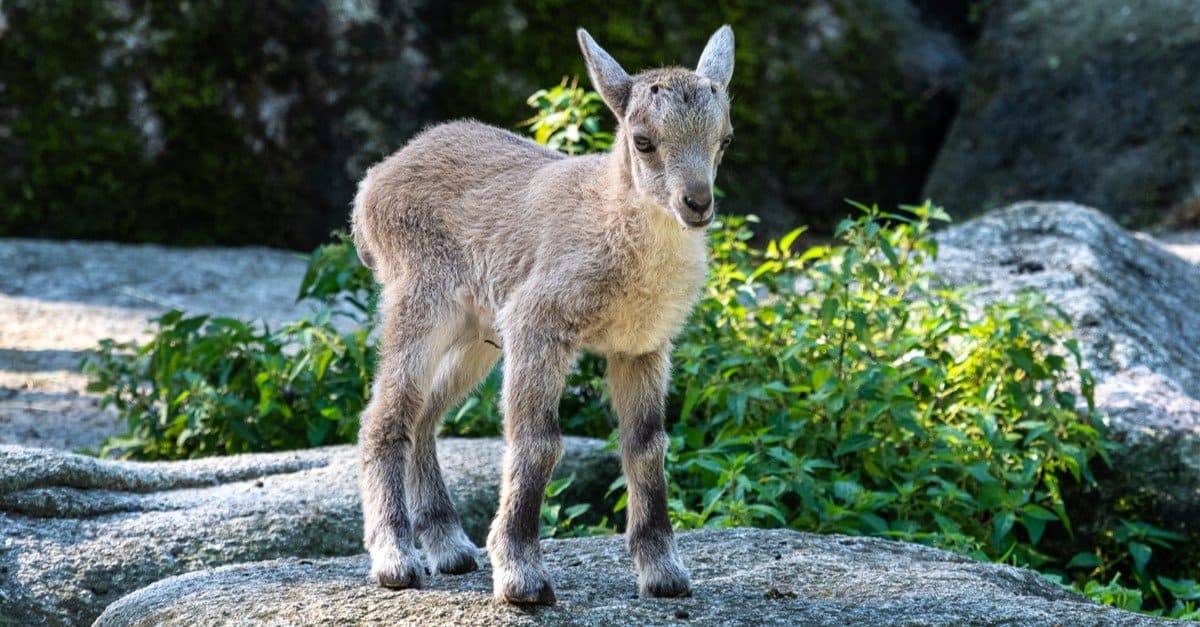 Young baby mountain ibex standing among rocks.