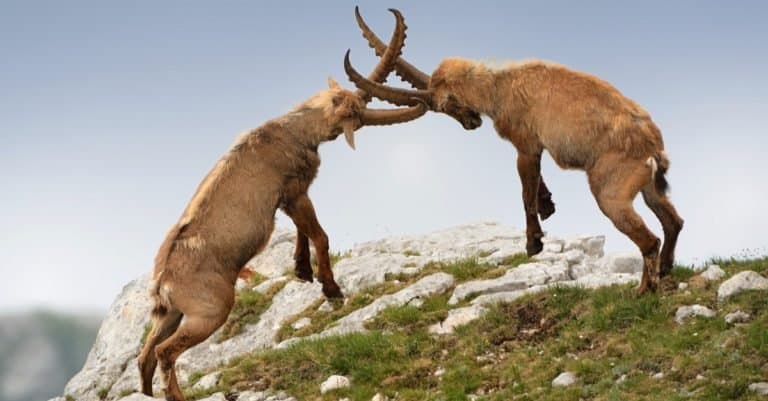 Alpine ibex posturing and dueling in Slovenian Alps.