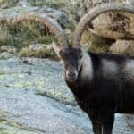 Wild goat