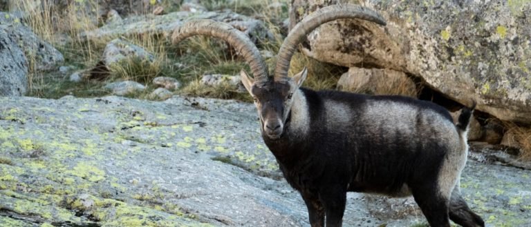 Iberian ibex (Capra pyrenaica) among the rocks