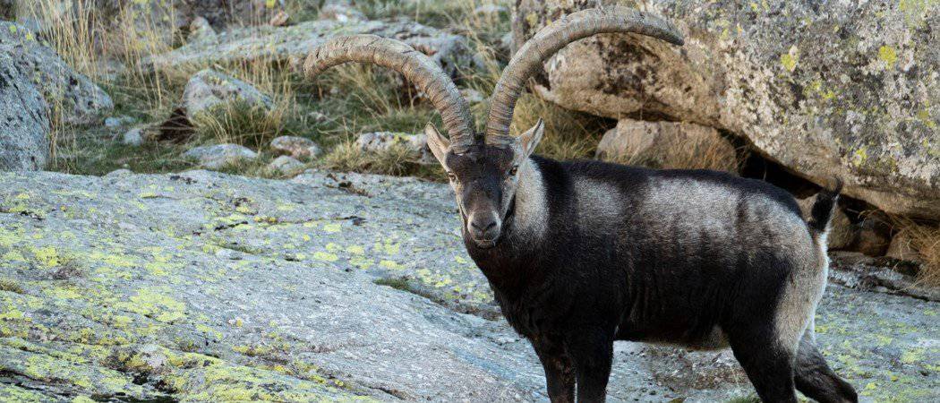Ibex Animal Facts - AZ Animals
