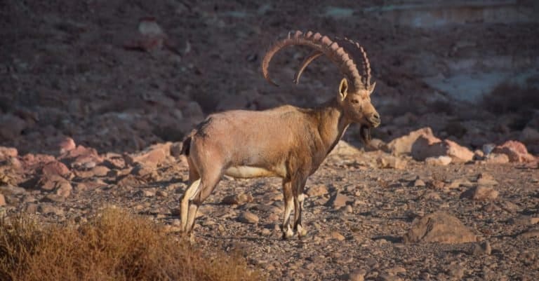 Nubian ibex a desert dwelling animal in Judean desert and the Negev, southern Israel.