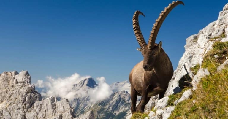 King of the mountains - Alpine Ibex (Capra Ibex) in the Slovenian Alps.