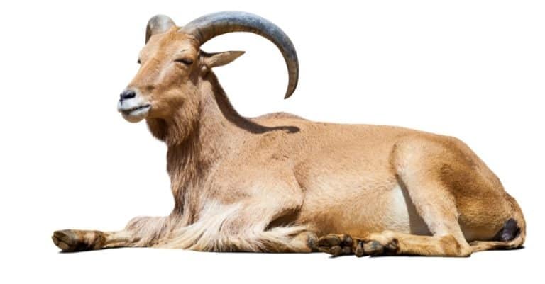 Ibex Spanish isolated on white background.