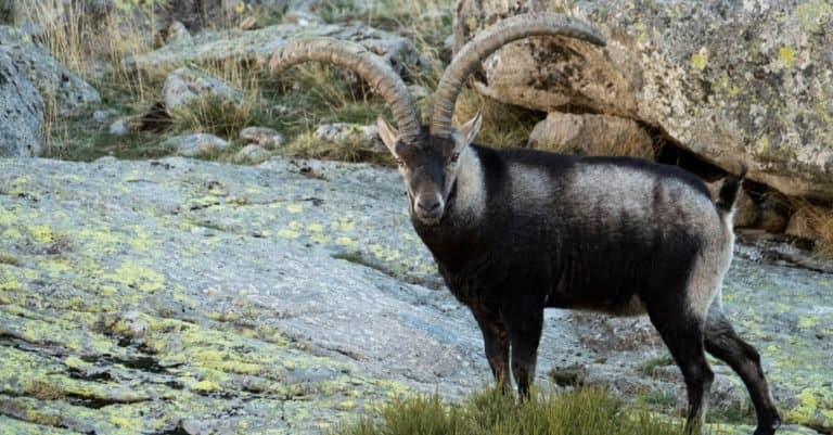 Iberian ibex (Capra pyrenaica) standing among rocks in the mountain.