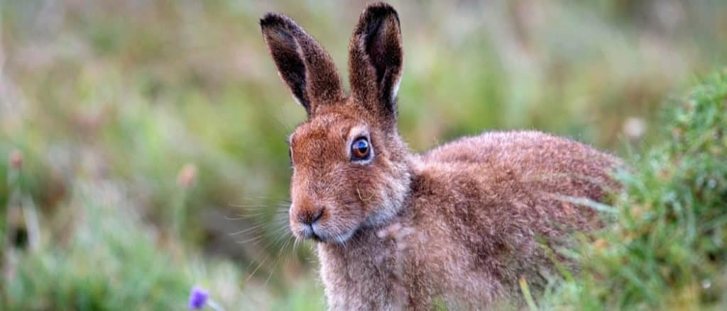 Animals in Ireland