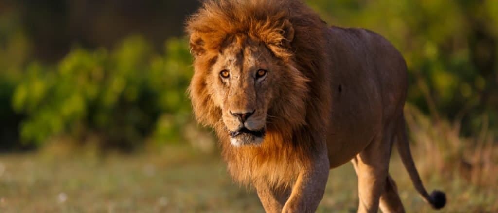 Wildlife in Kenya - Types of Kenyan Animals - A-Z Animals