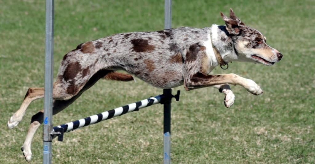 Koolie enjoying an agility challenge.