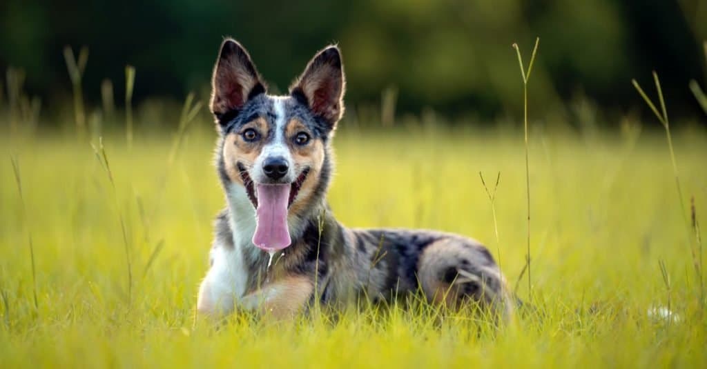 Koolie, Australian working herding dog, laying down in a field.