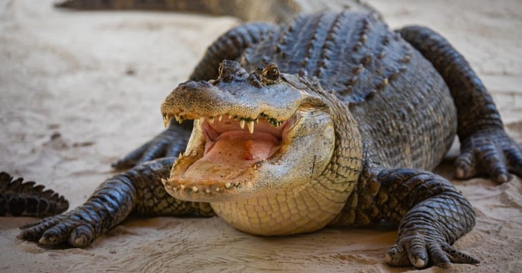 Large alligators can weigh up to 1,000 pounds