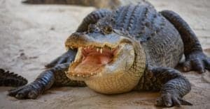 How Many Alligators Live in Florida’s Lake Lochloosa photo