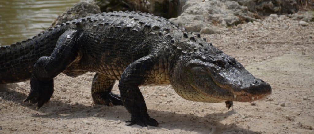 A closeup of an alligator.