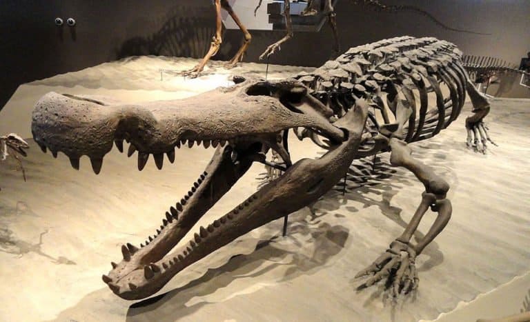 Largest Crocodiles Ever Deinosuchus