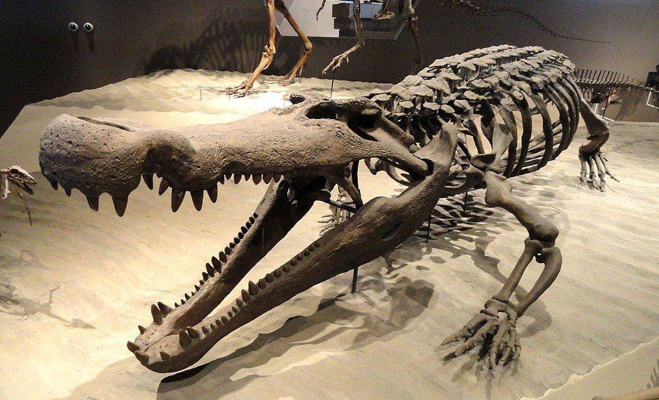 Prehistoric Crocodiles: The Complete List of Ancient Crocodiles - A-Z ...