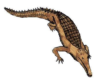 Largest crocodile ever: Gryposuchus croizati