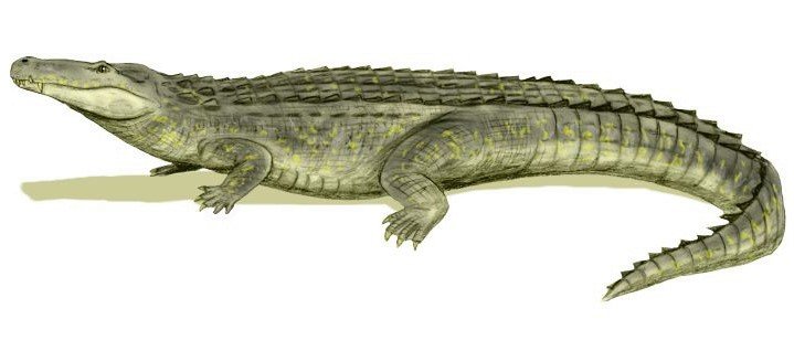 Largest Crocodiles Ever Purussaurus brasilensis