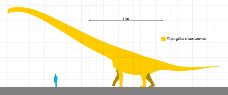 Largest Dinosaurs Ever: Xinjiangtitan shanshanesis