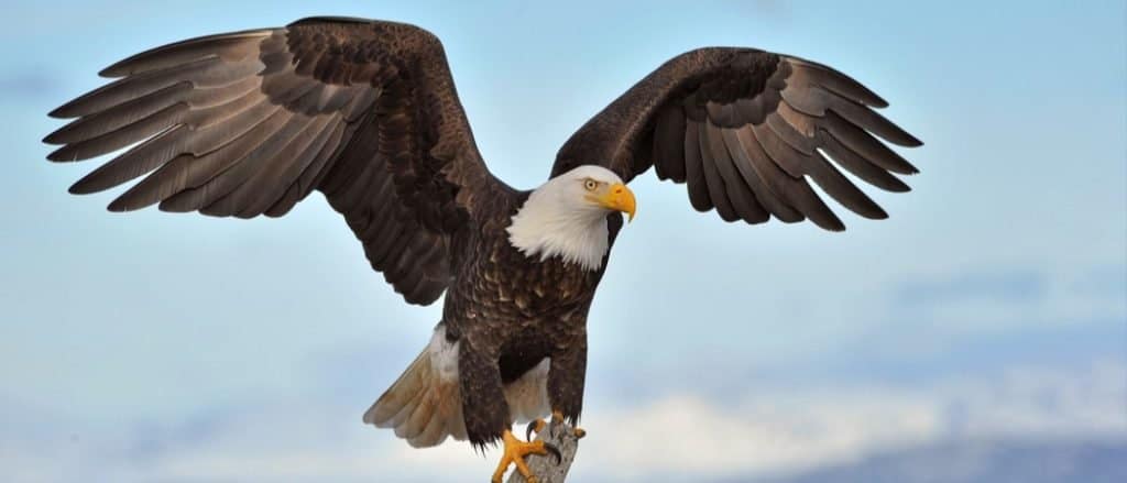 Pictures of Eagles from Around the World