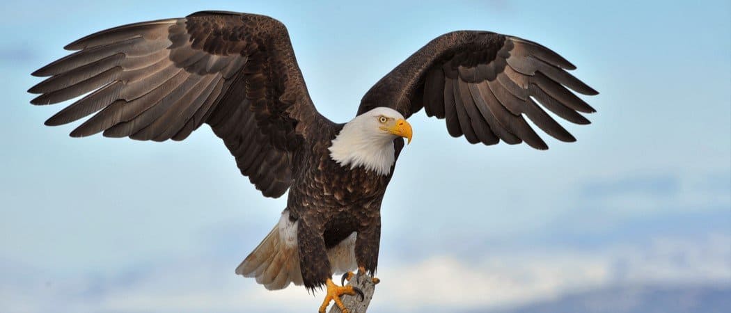 Largest Eagle