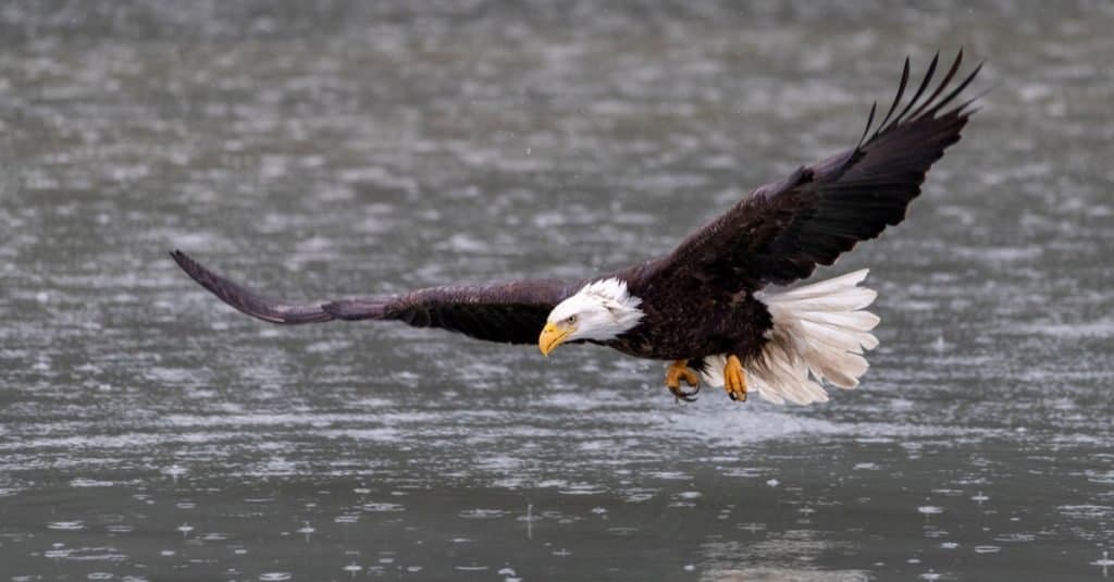 Las águilas más grandes del mundo: águila calva americana