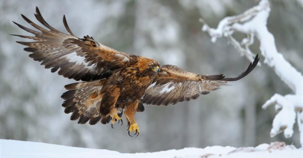 A golden eagle taken to flight.