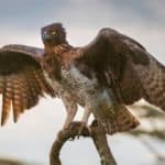 The local name of Martial eagles in South Africa is lammervanger (or “lamb catcher”).