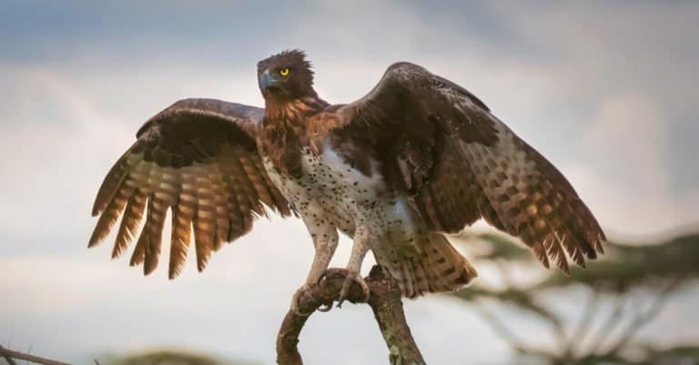 Largest Eagles in the World: Martial Eagle