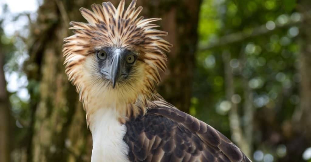 The Philippine Eagle National Bird Of The Philippines A Z Animals